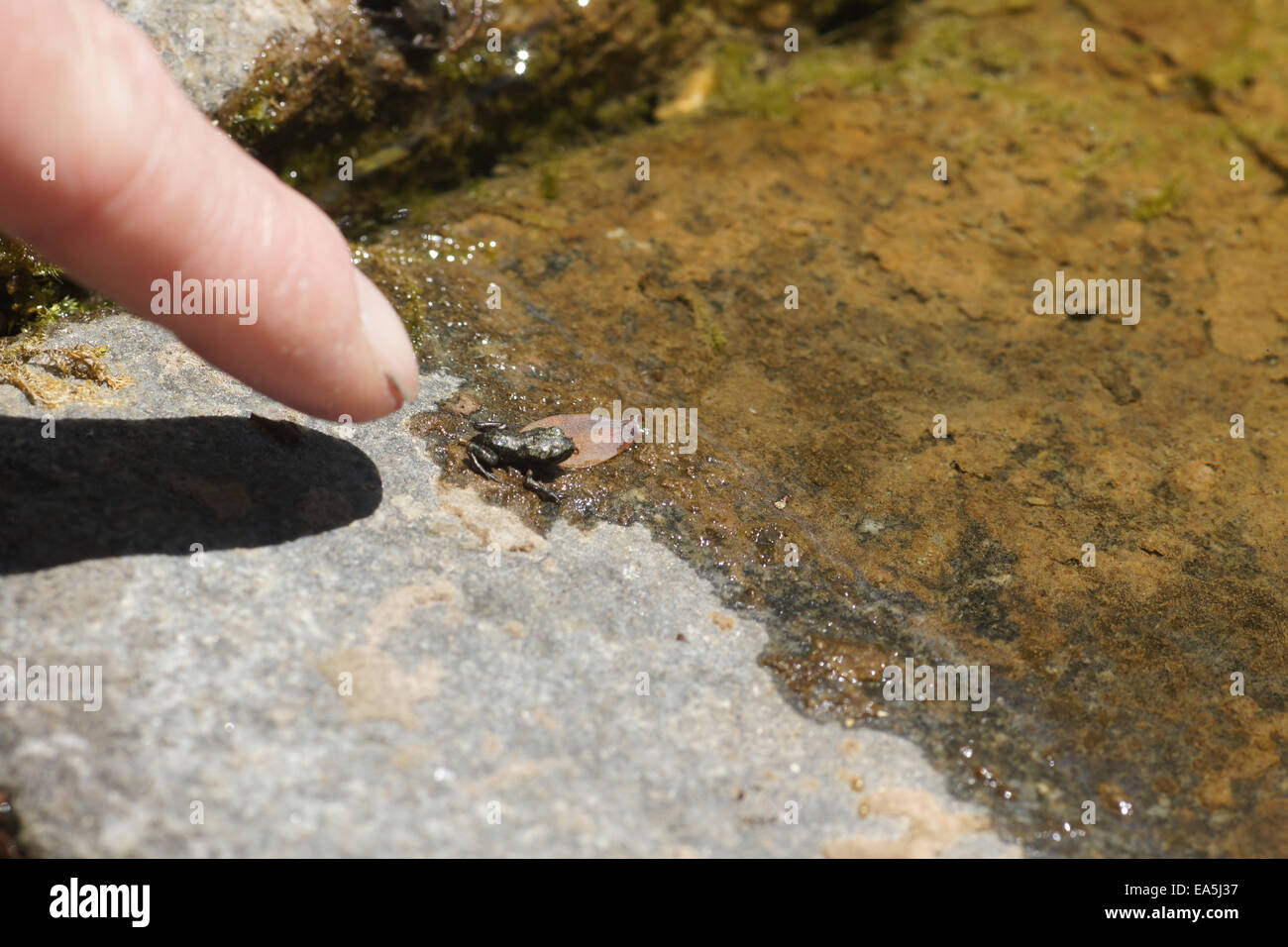 Frosch-baby Stockfoto