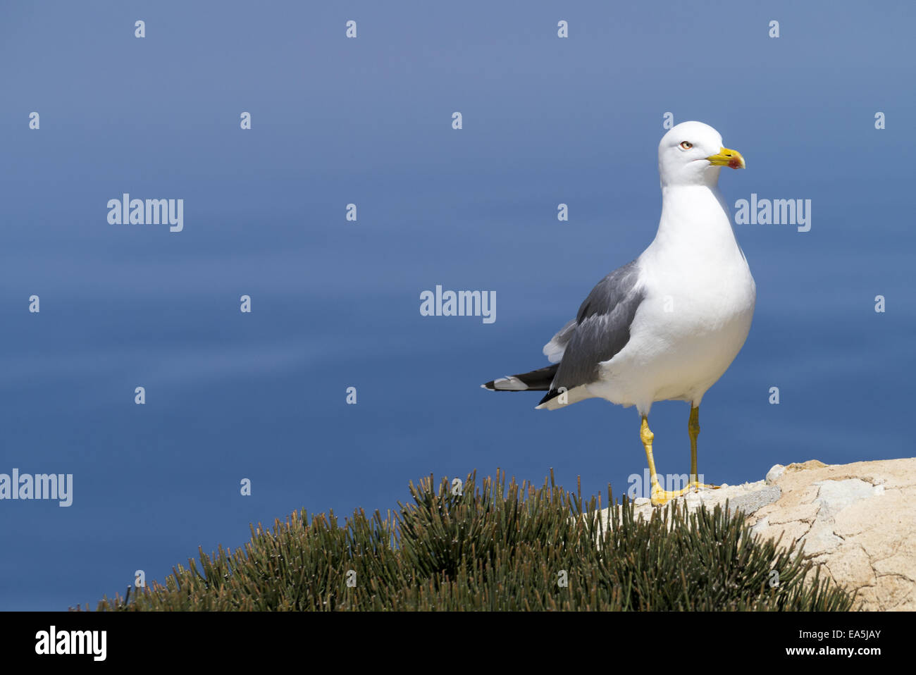 Larus michahellis Stockfoto
