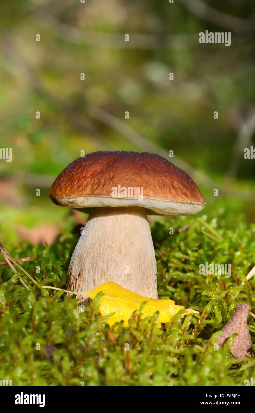 König Boletus Pilz Stockfoto