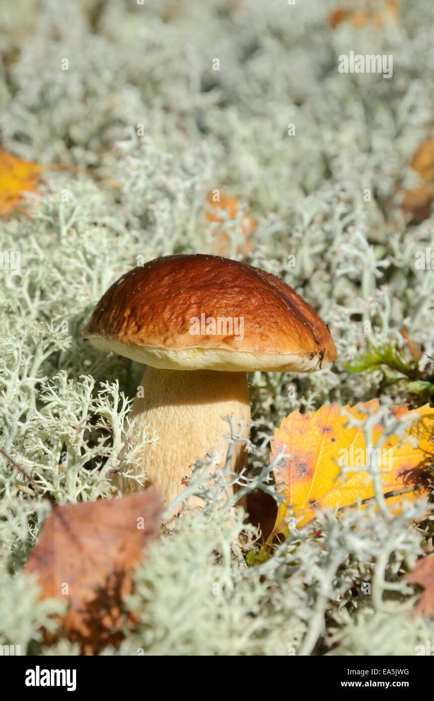 Herbst-Pilz Stockfoto