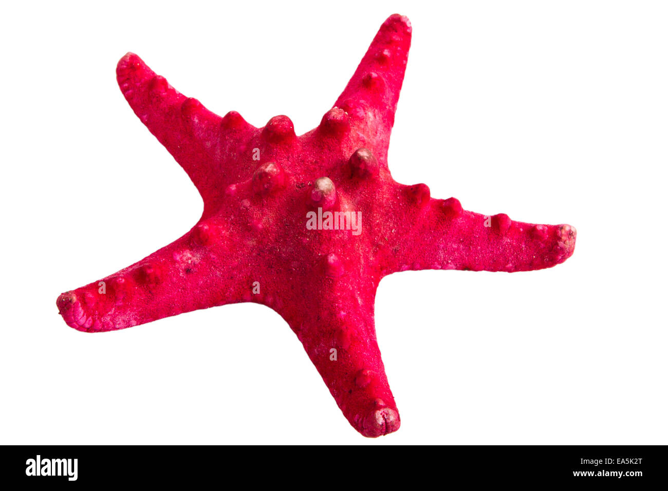 Roter Seestern isoliert auf weiss Stockfoto