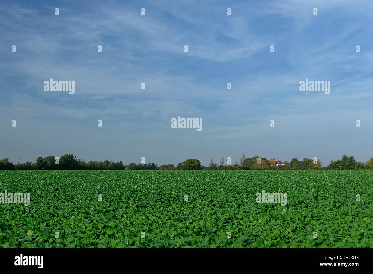 Kohlkopffeld und Farm auf Skyline in Essex, England; blauer Himmel mit Wolkenfetzen; sonnigen Tag Stockfoto