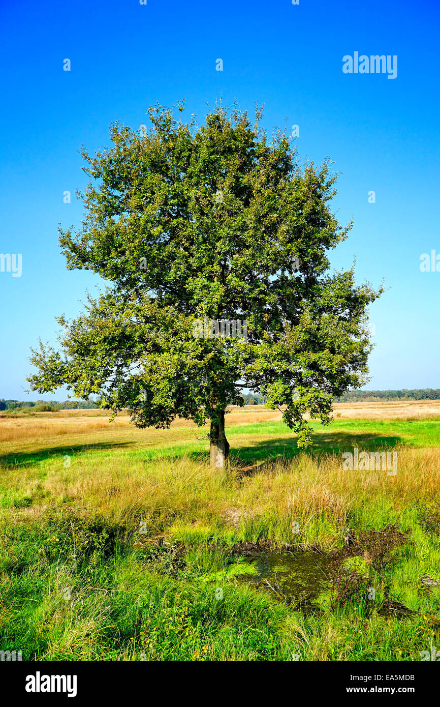 Deutschland, Nordrhein-Westfalen, Hille, Grosses Torfmoor, Eiche Stockfoto