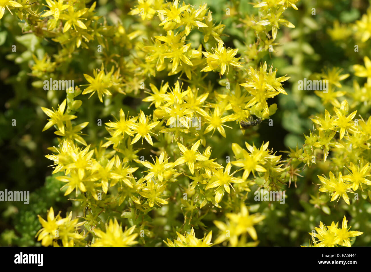 Geschmacklos Mauerpfeffer Stockfoto