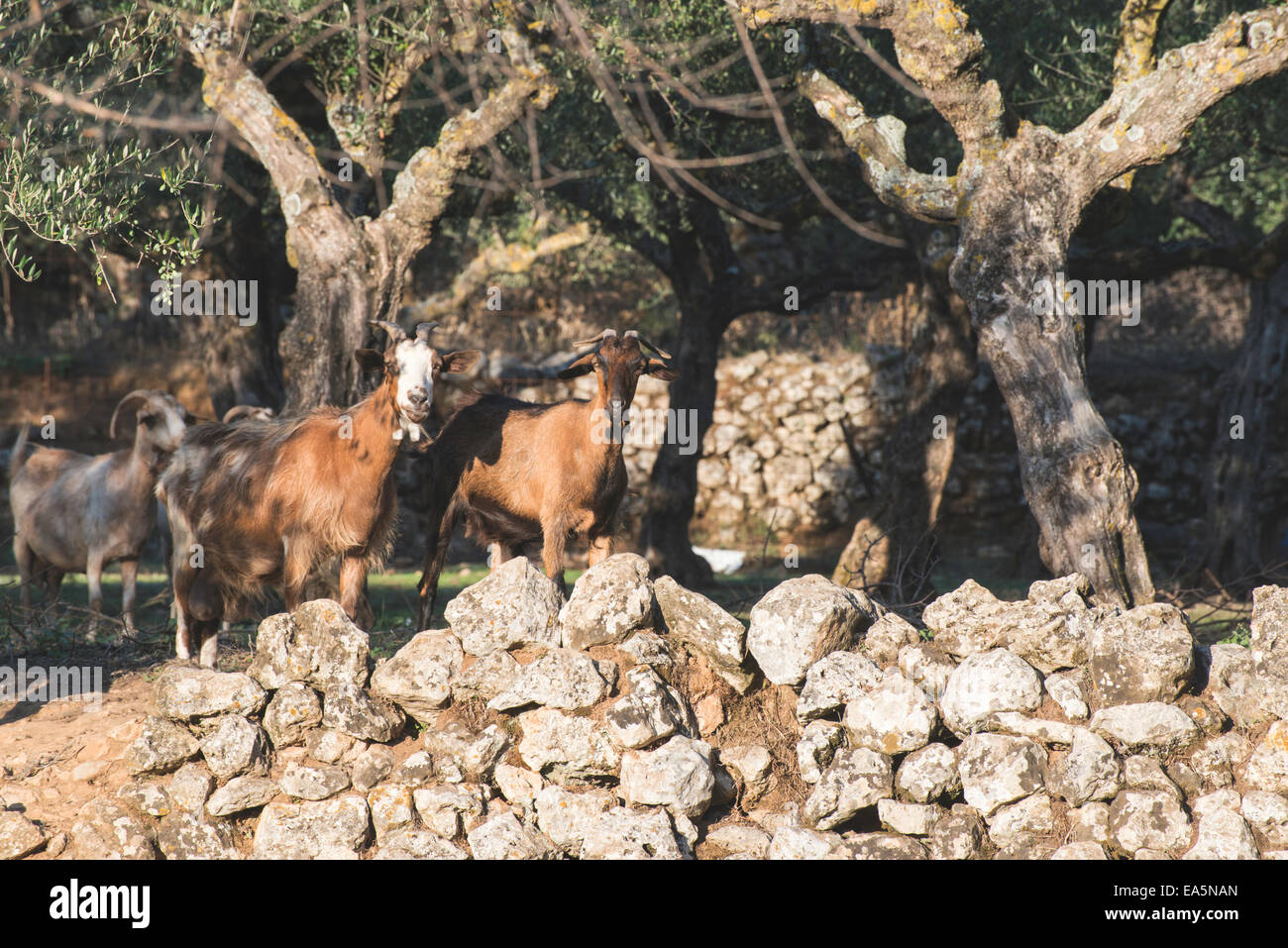 Zahmen Ziegen unter den Olivenbäumen. Sonne-Licht Stockfoto