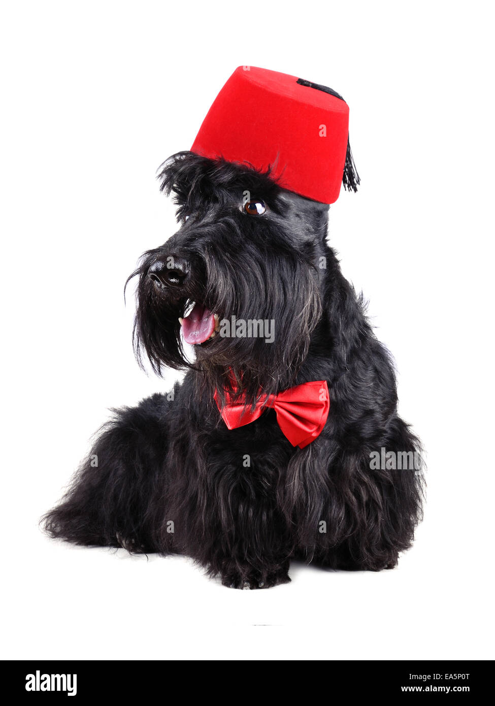 Hund verkleidete in Fliege und fez Stockfoto