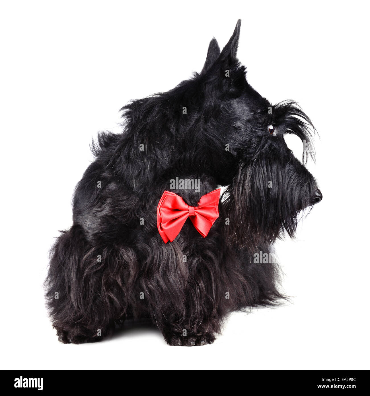 Hund in rote Krawatte Stockfoto