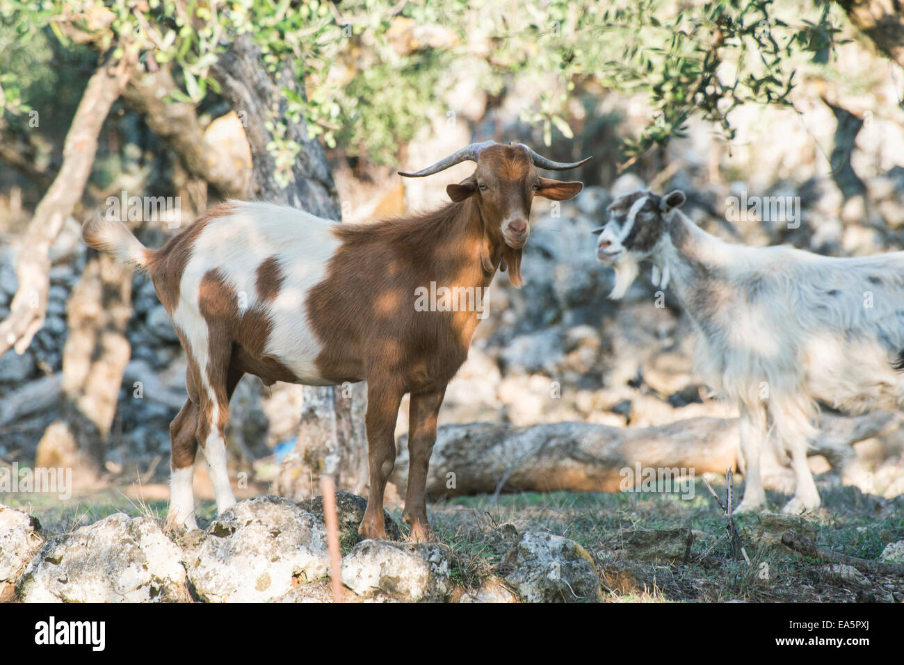 Zahmen Ziegen unter den Olivenbäumen. Sonne-Licht Stockfoto