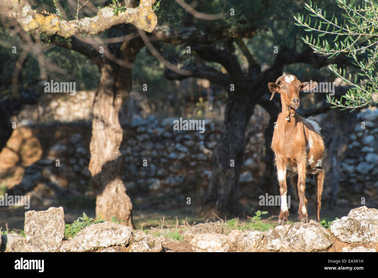 Zahmen Ziegen unter den Olivenbäumen. Sonne-Licht Stockfoto