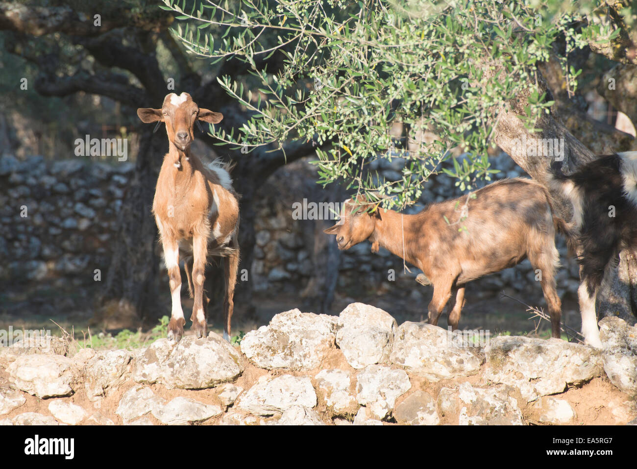 Zahmen Ziegen unter den Olivenbäumen. Sonne-Licht Stockfoto