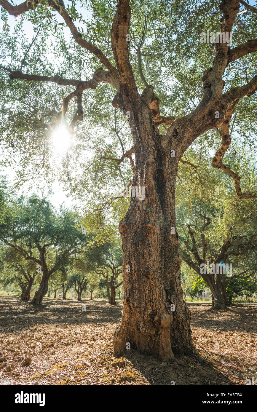 Olivenbäume und Sonnenstrahlen. Olive-Plantage Stockfoto