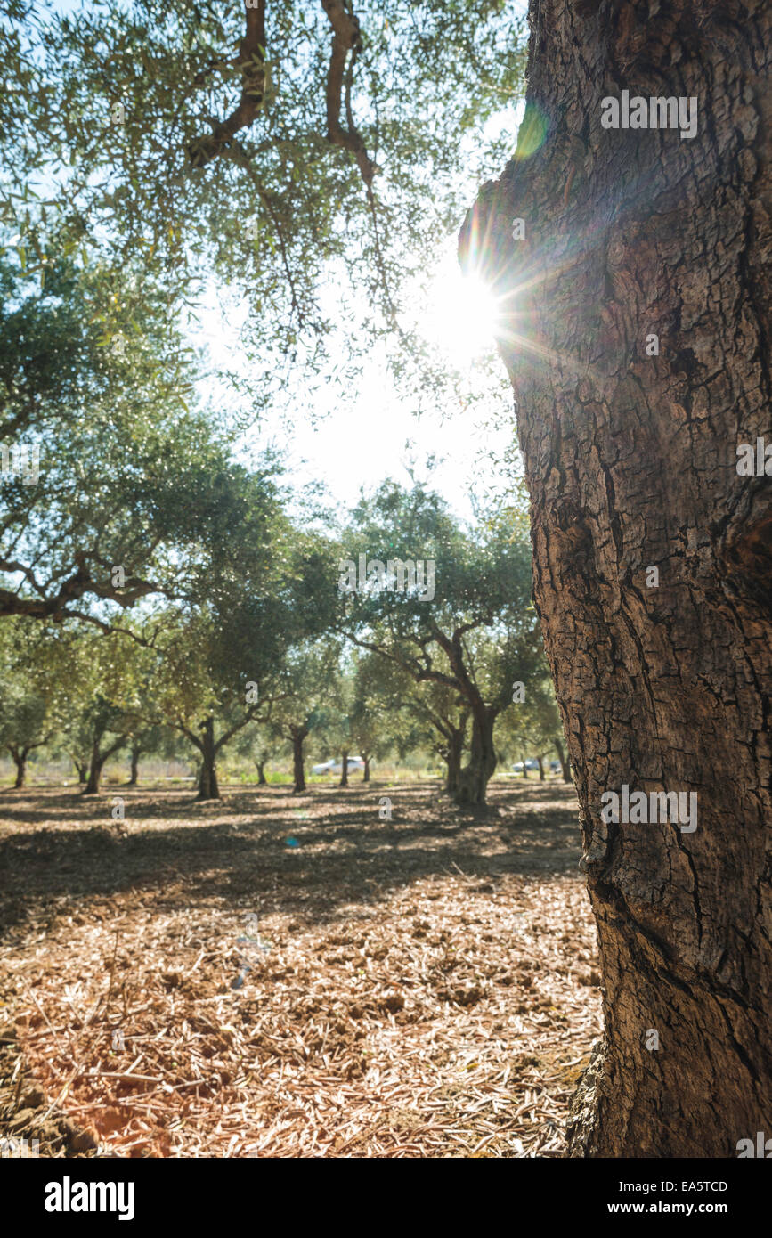 Olivenbäume und Sonnenstrahlen. Olive-Plantage Stockfoto