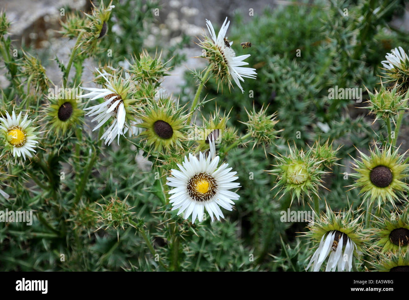 Berkheya cirsiifolia Stockfoto