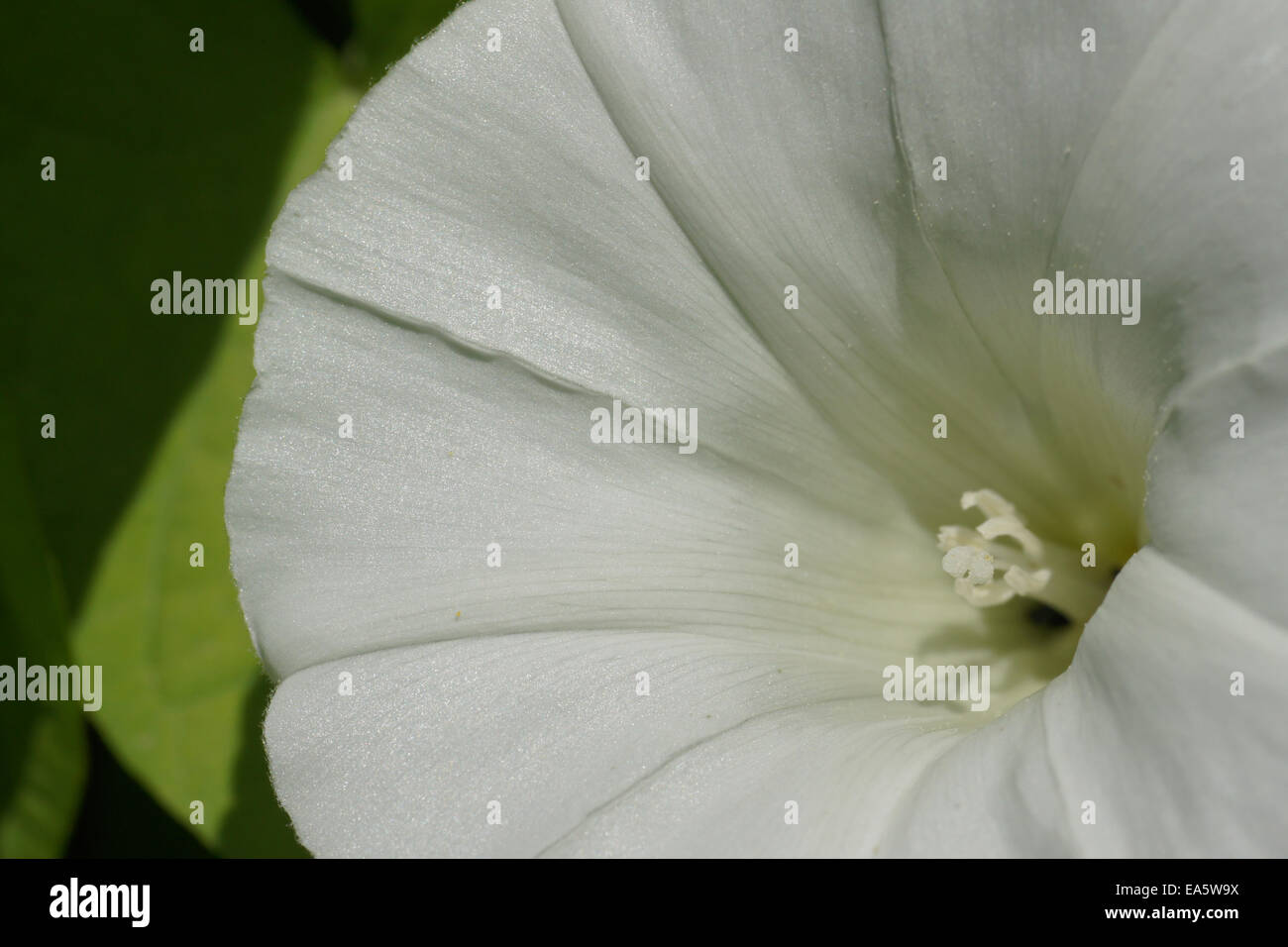 Größere Ackerwinde Stockfoto