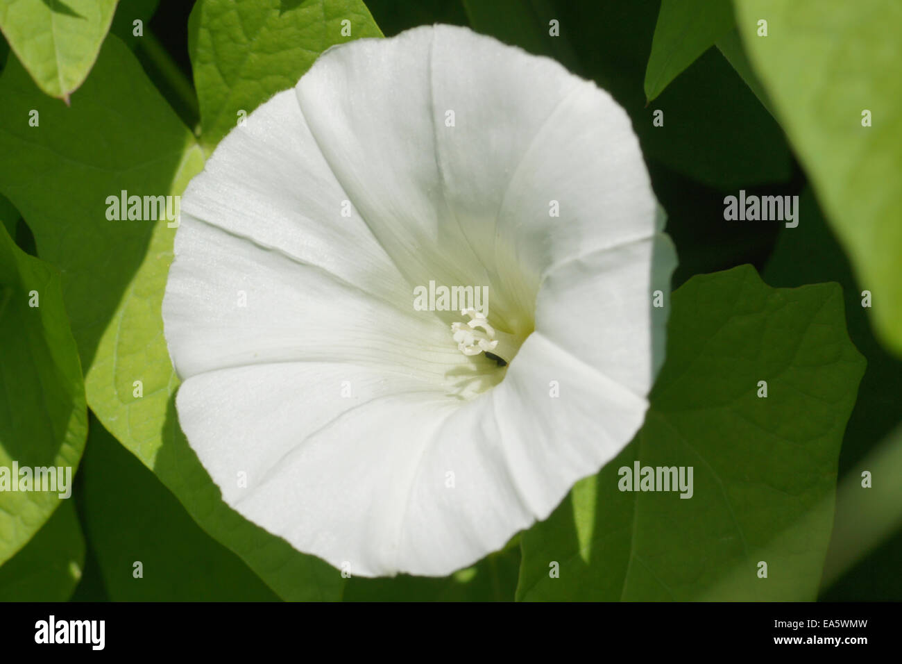 Größere Ackerwinde Stockfoto