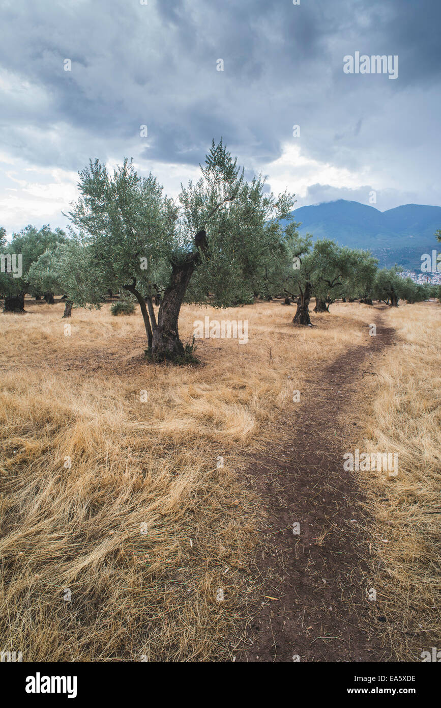 Olivenbäume in Plantage. Landwirtschaftliche Flächen Stockfoto