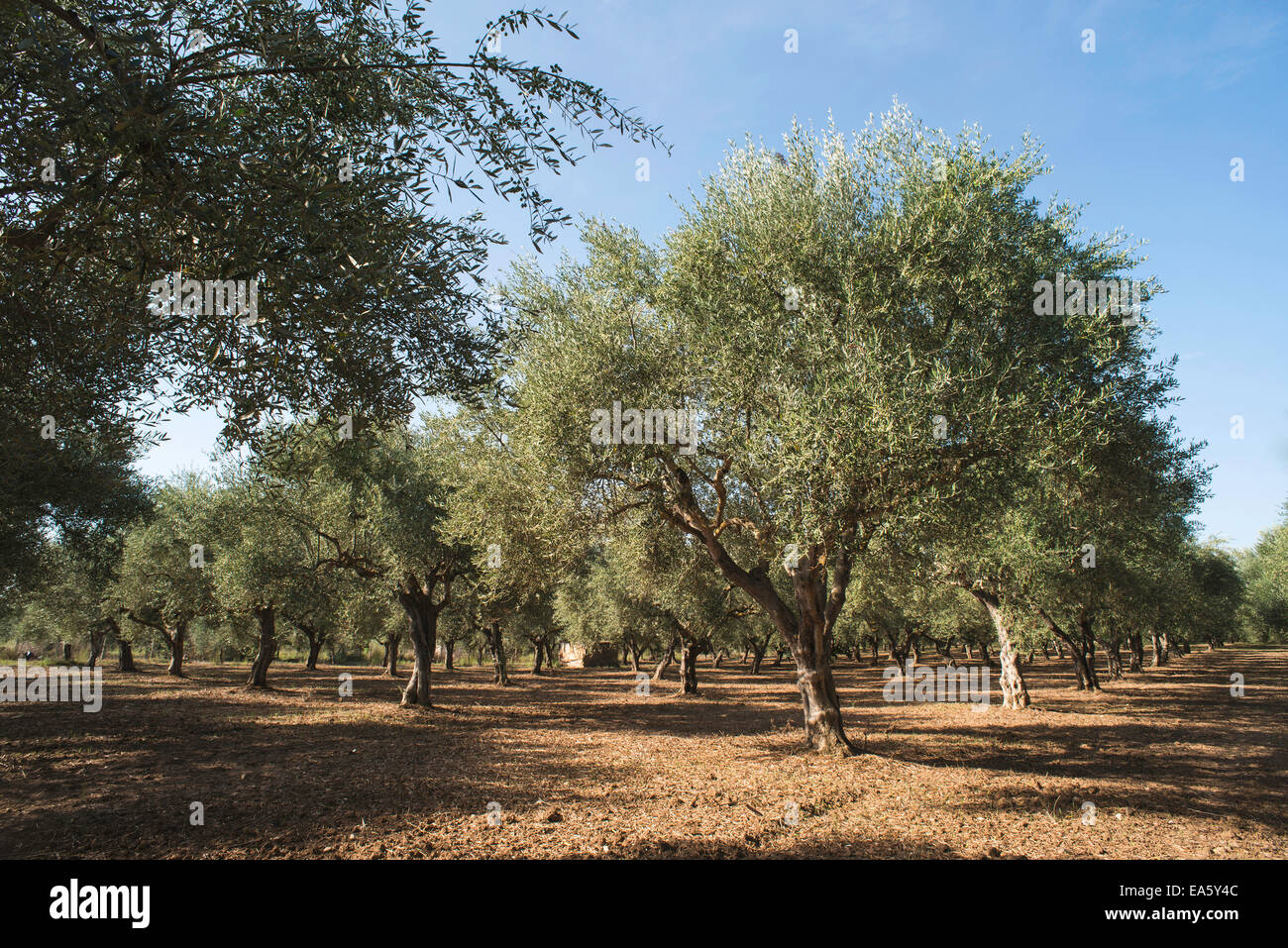 Olivenbäume in Plantage. Landwirtschaftliche Flächen Stockfoto