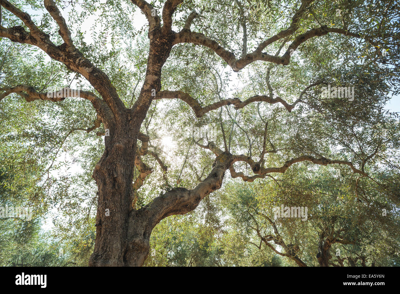 Olivenbäume und Sonnenstrahlen. Olive-Plantage Stockfoto