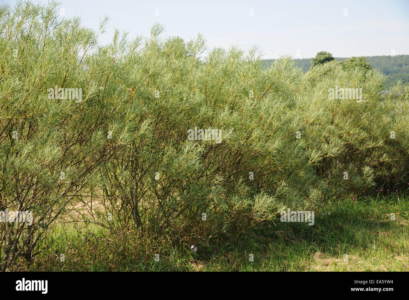 Rosmarinweiden -Fotos und -Bildmaterial in hoher Auflösung – Alamy