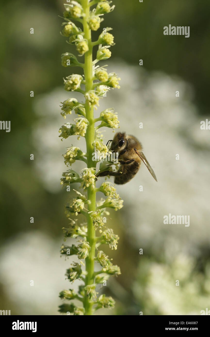 Gelbe Unkraut Stockfoto