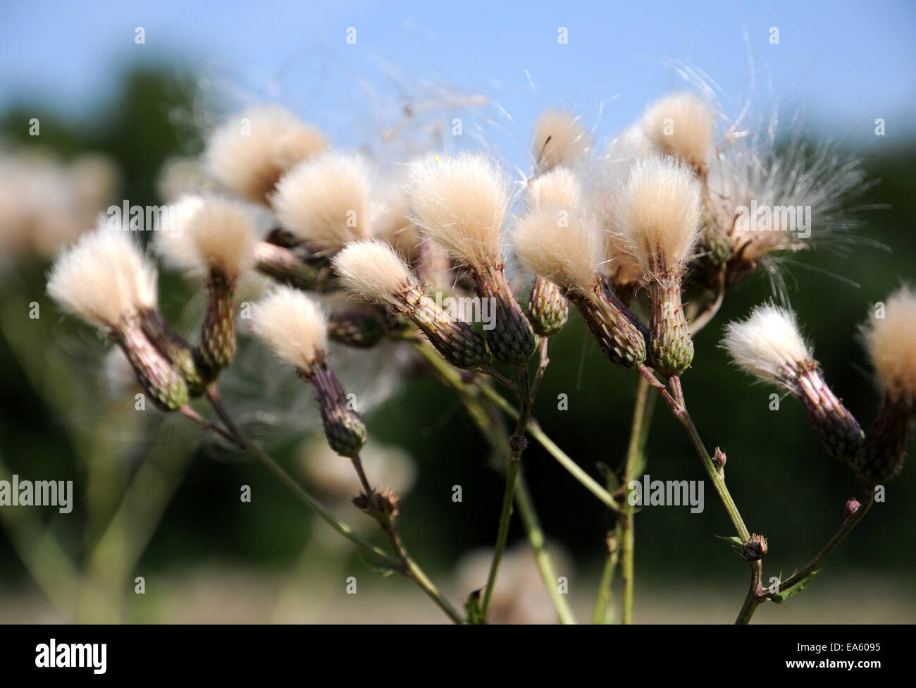 Kratzdistel Stockfoto