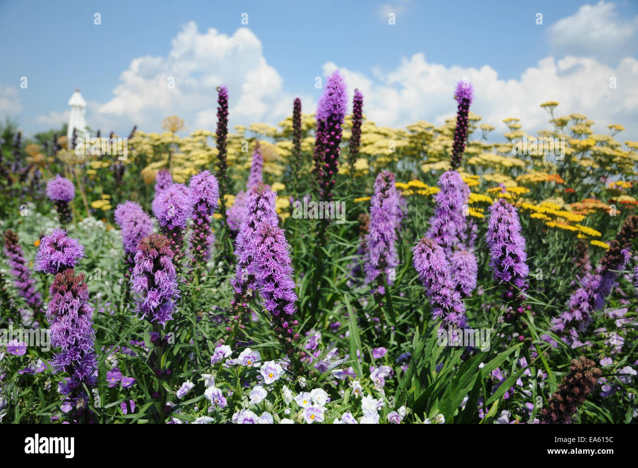 Blazingstar Stockfoto