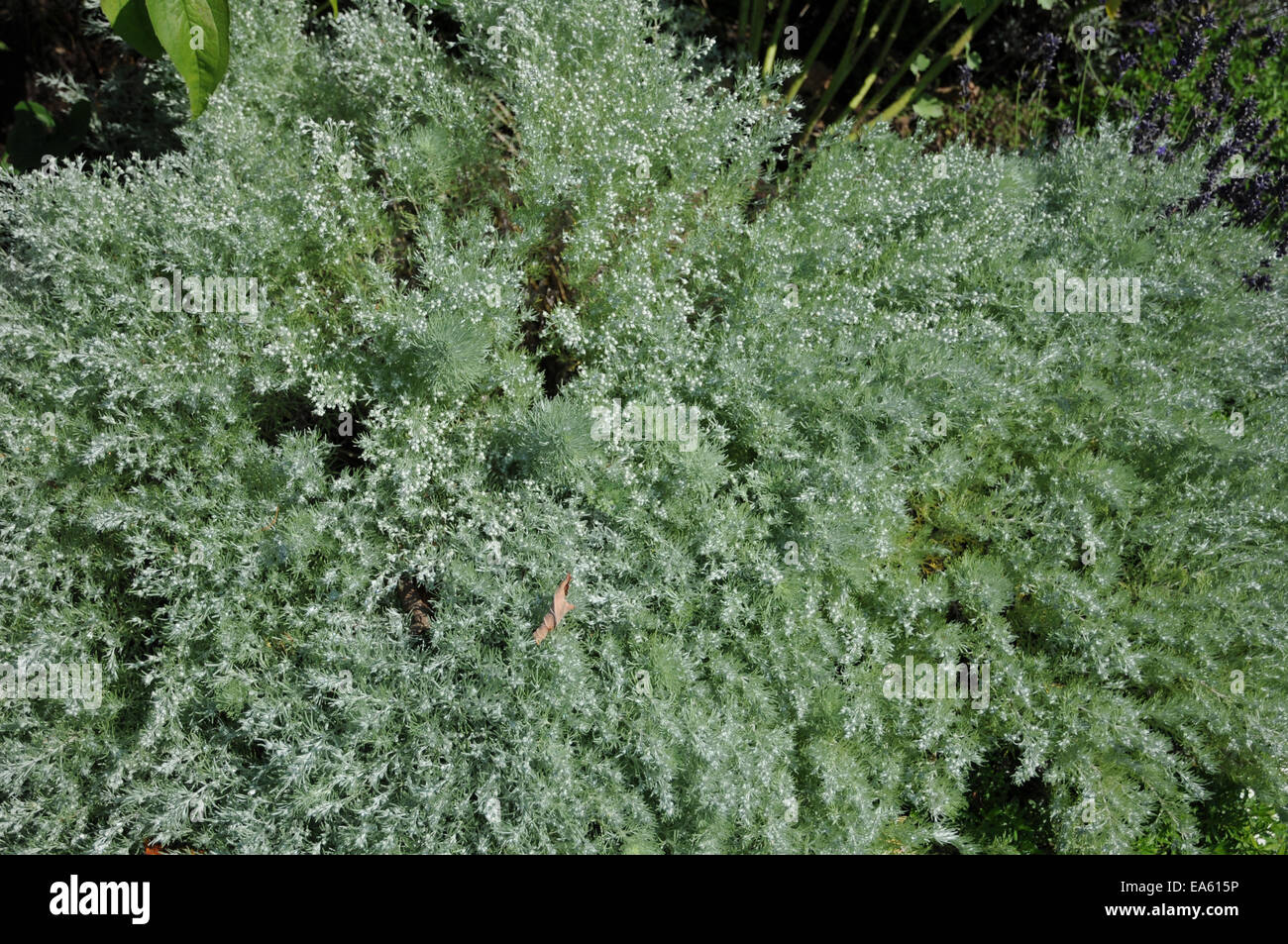 Silber Hügel artemisia Stockfoto