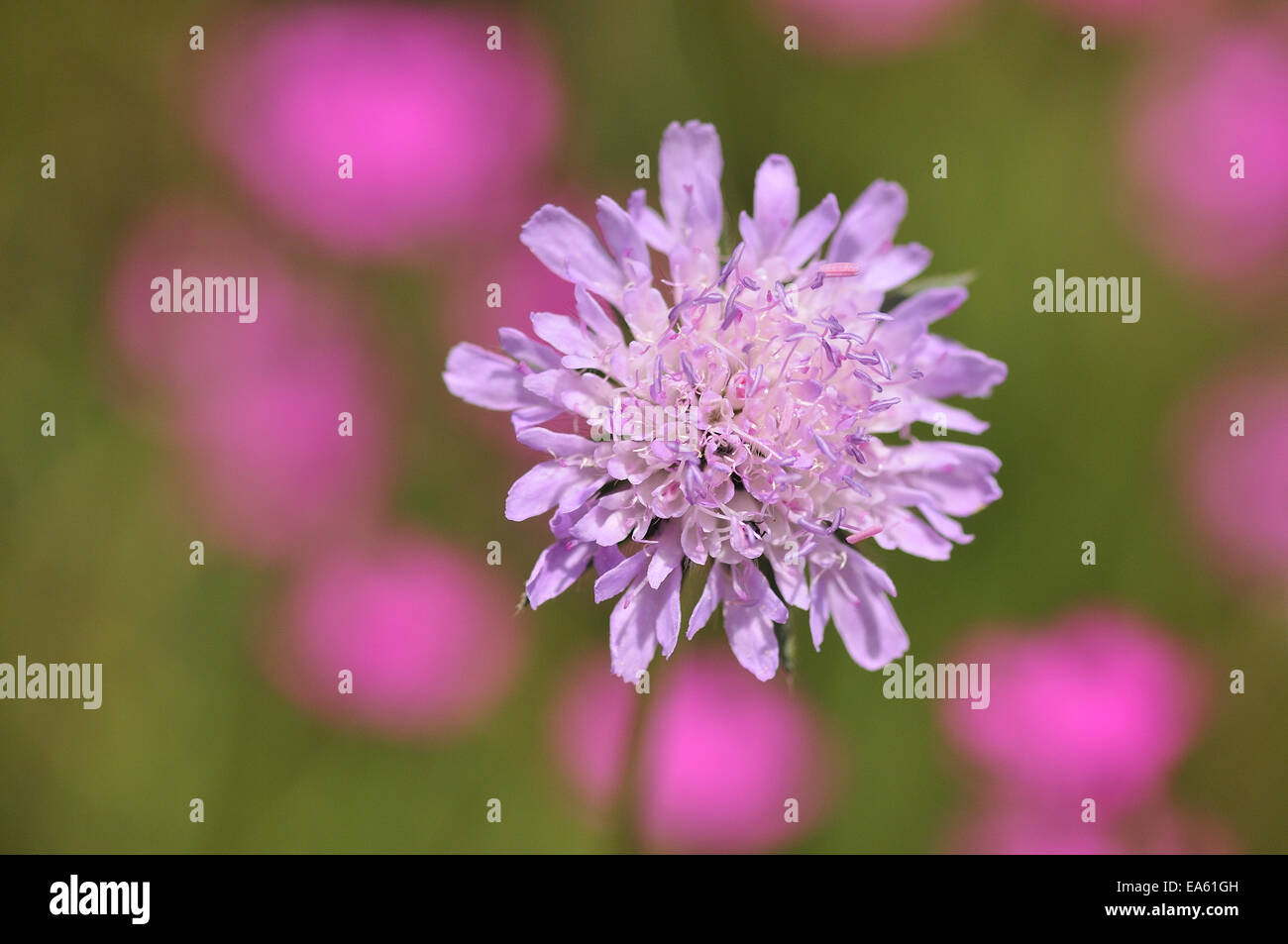 Feld-Witwenblume Stockfoto