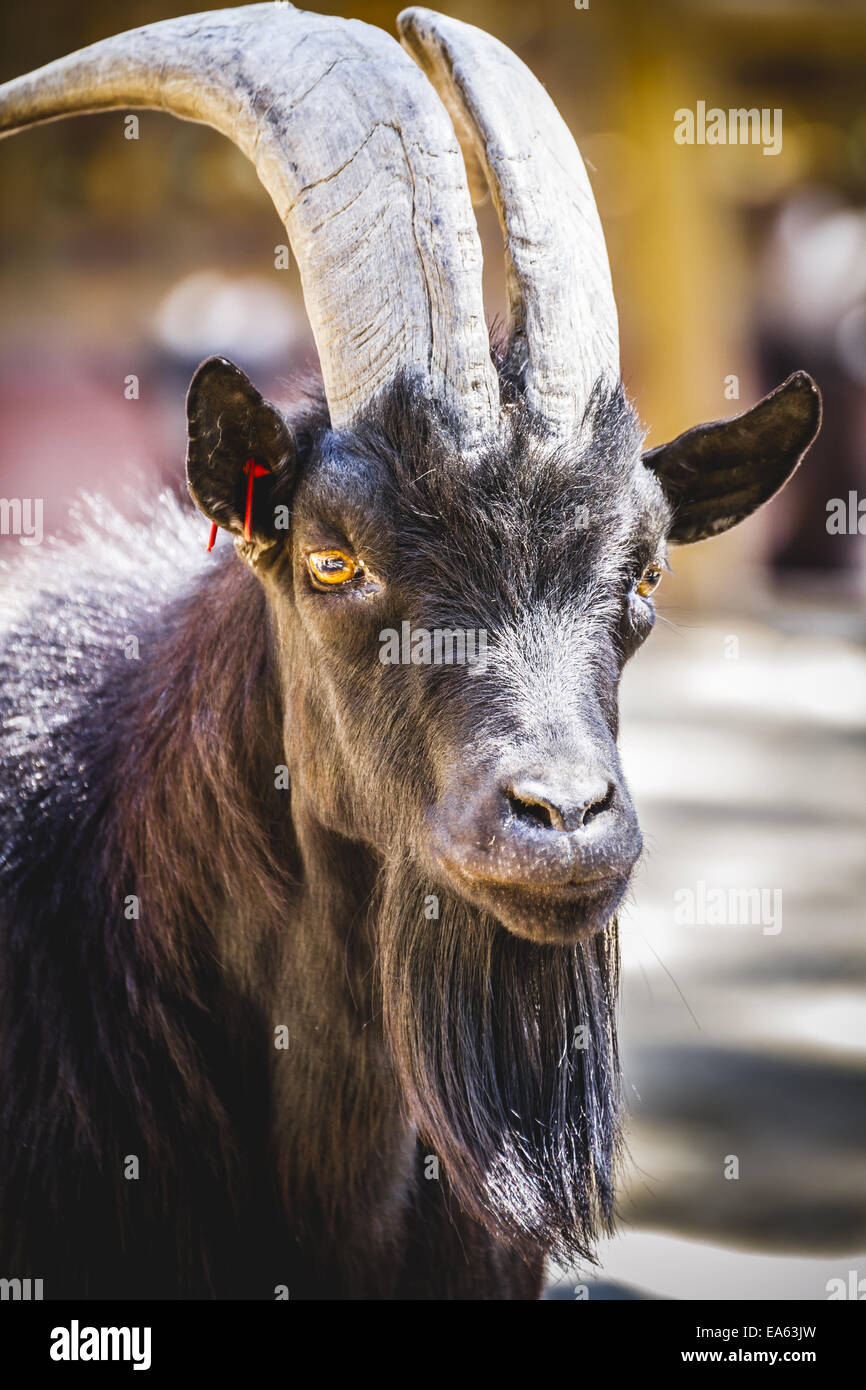 pastorale, Ziegen mit Hörnern und dicken Pelz Stockfoto