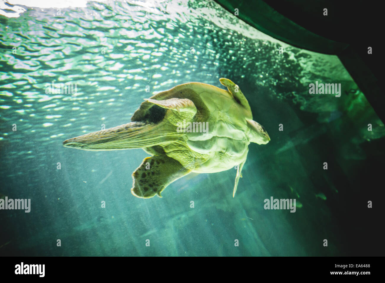 riesige Schildkröte Schwimmen unter dem Meer Stockfoto