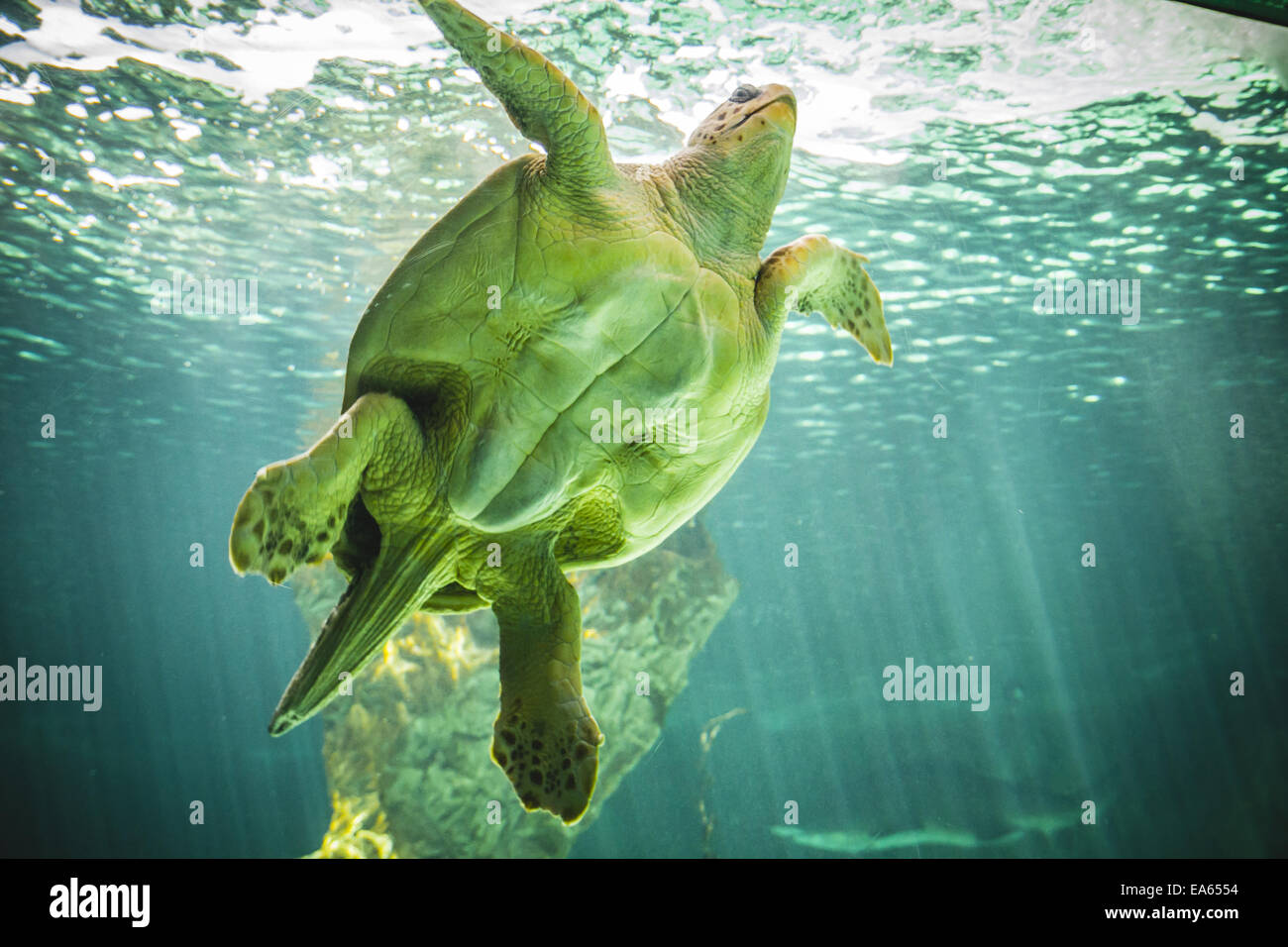 riesige Schildkröte Schwimmen unter dem Meer Stockfoto