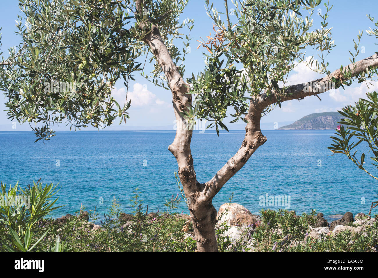 Olivenbaum am Strand. Blauer Himmel Stockfoto