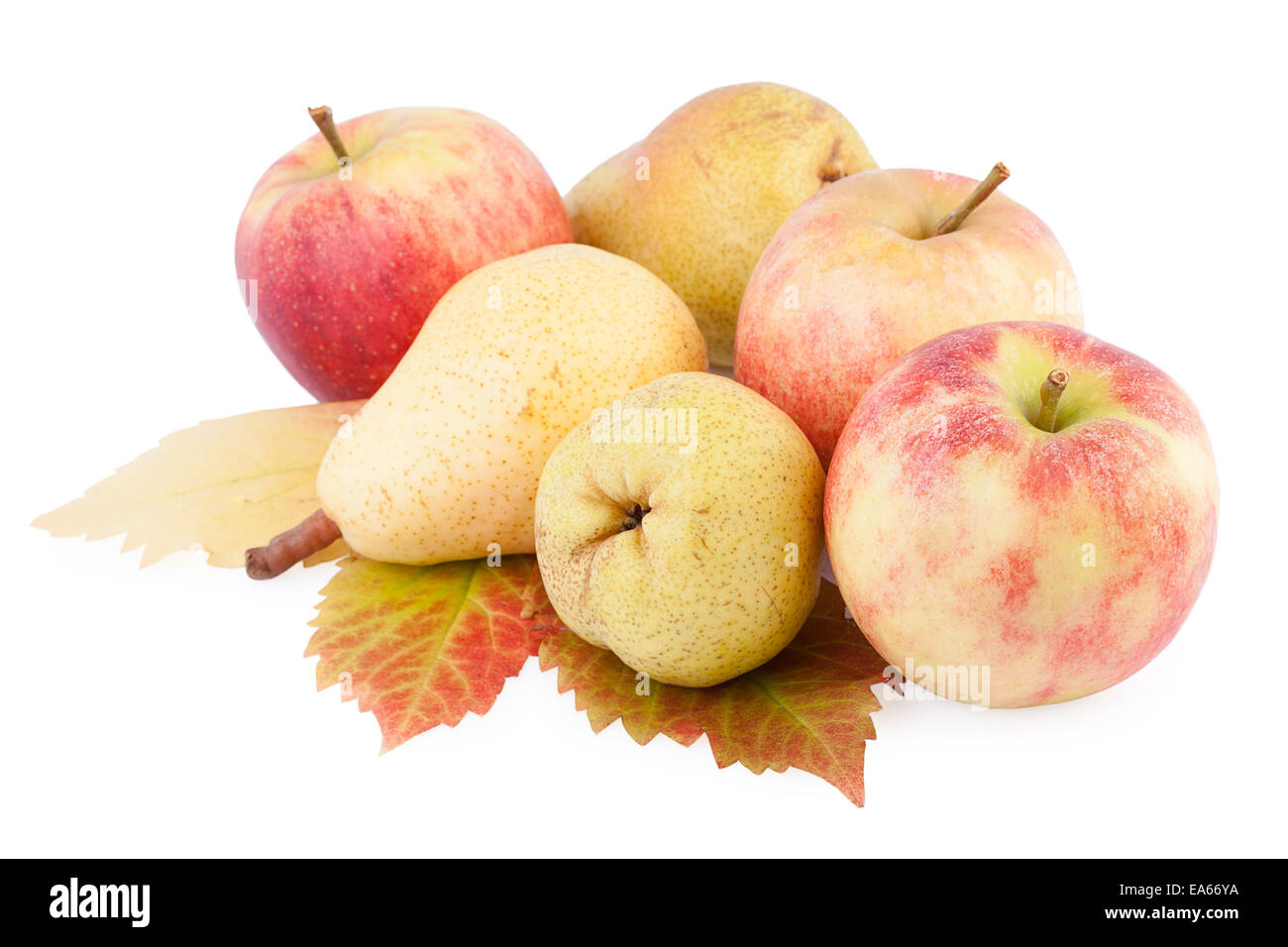 Herbstfrüchte mit Blatt Stockfoto