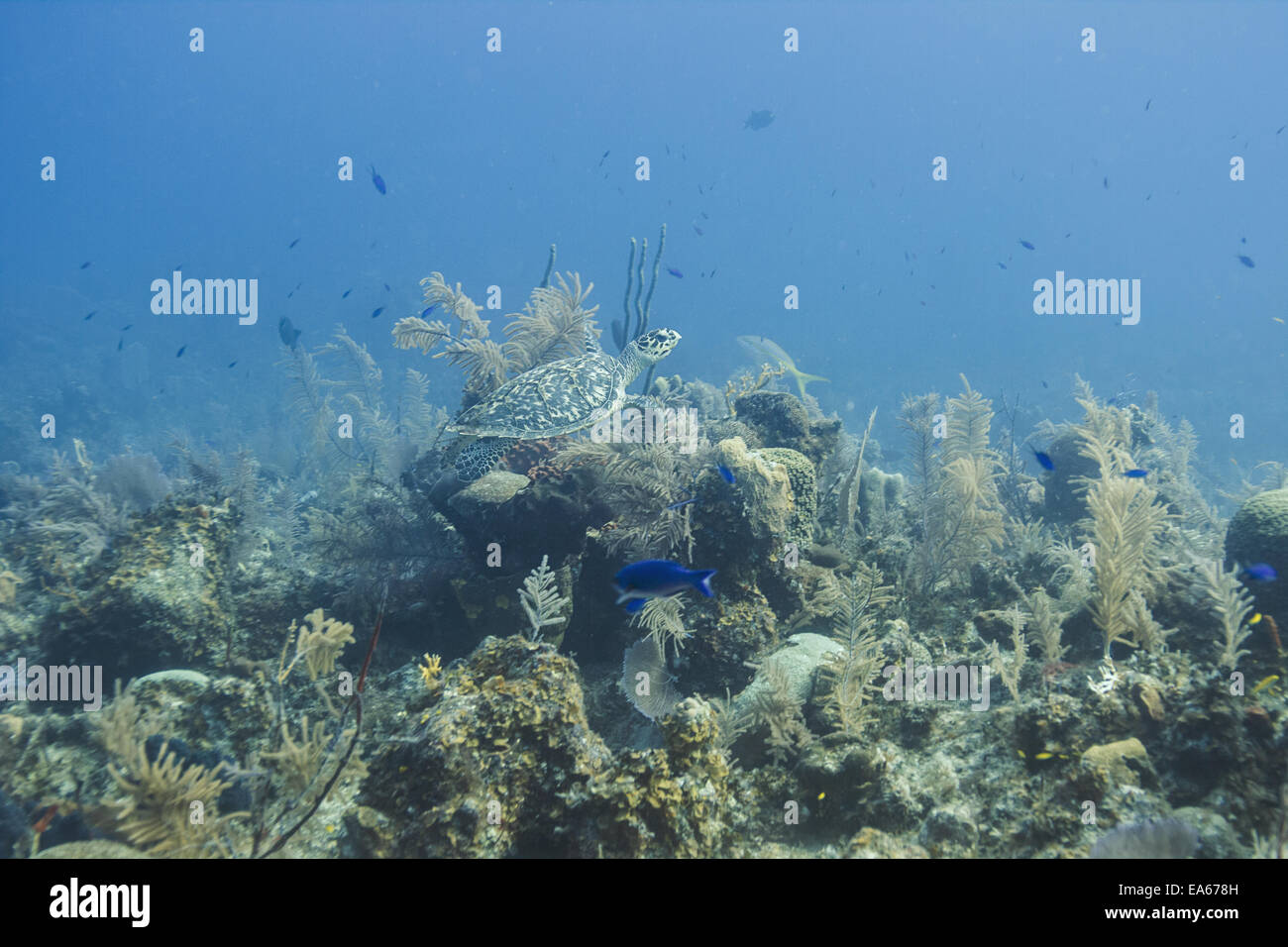 Unterwasser-Schildkröte Stockfoto