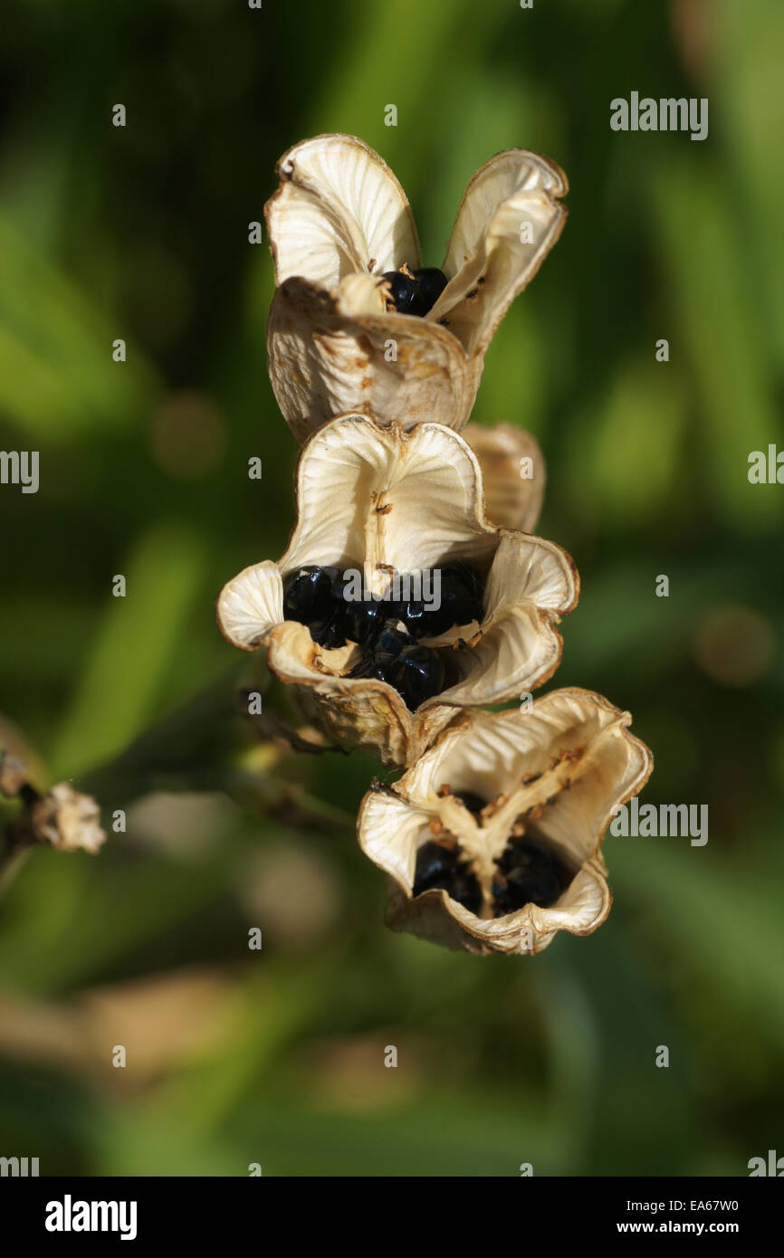 Taglilien-Samen Stockfoto