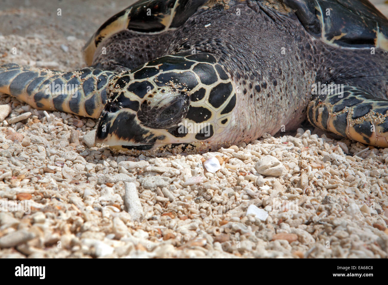 Green Sea Turtle, Chelonia Mydas. Stockfoto