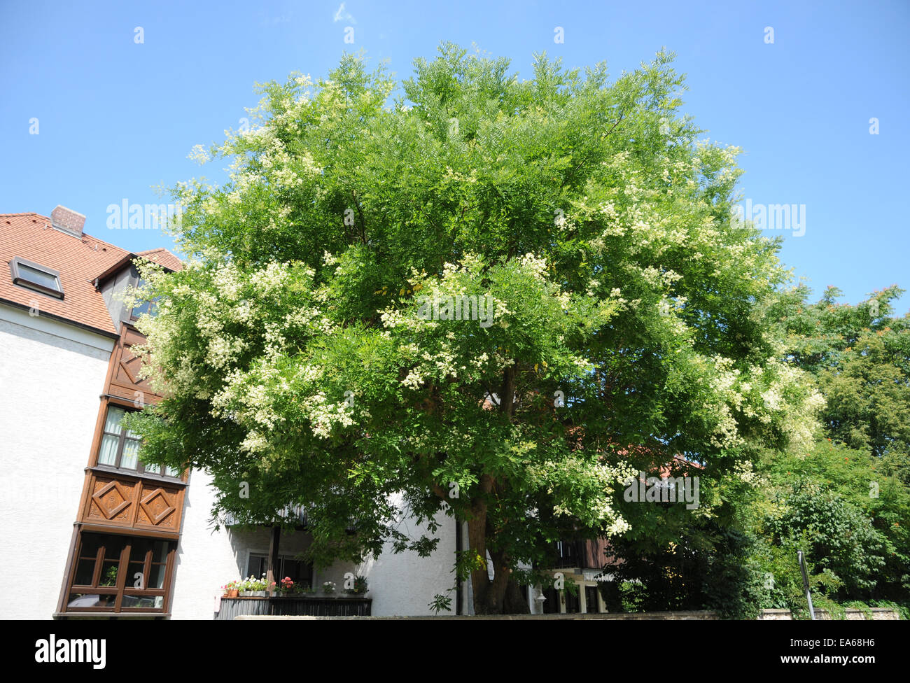 Japanischer pagodenbaum styphnolobium japonicum -Fotos und ...