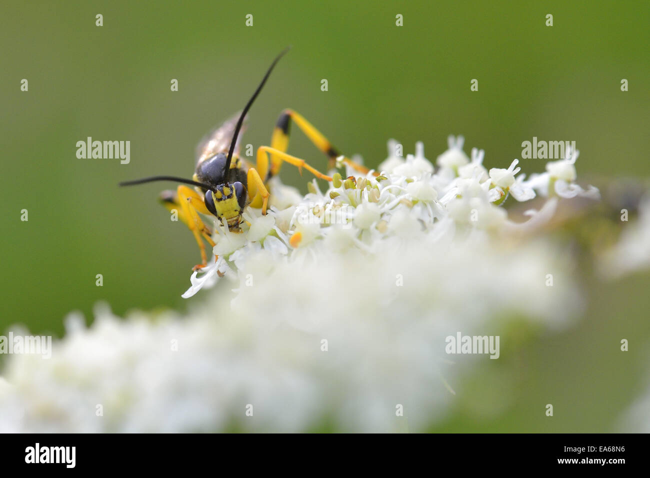 Schlupfwespen Stockfoto