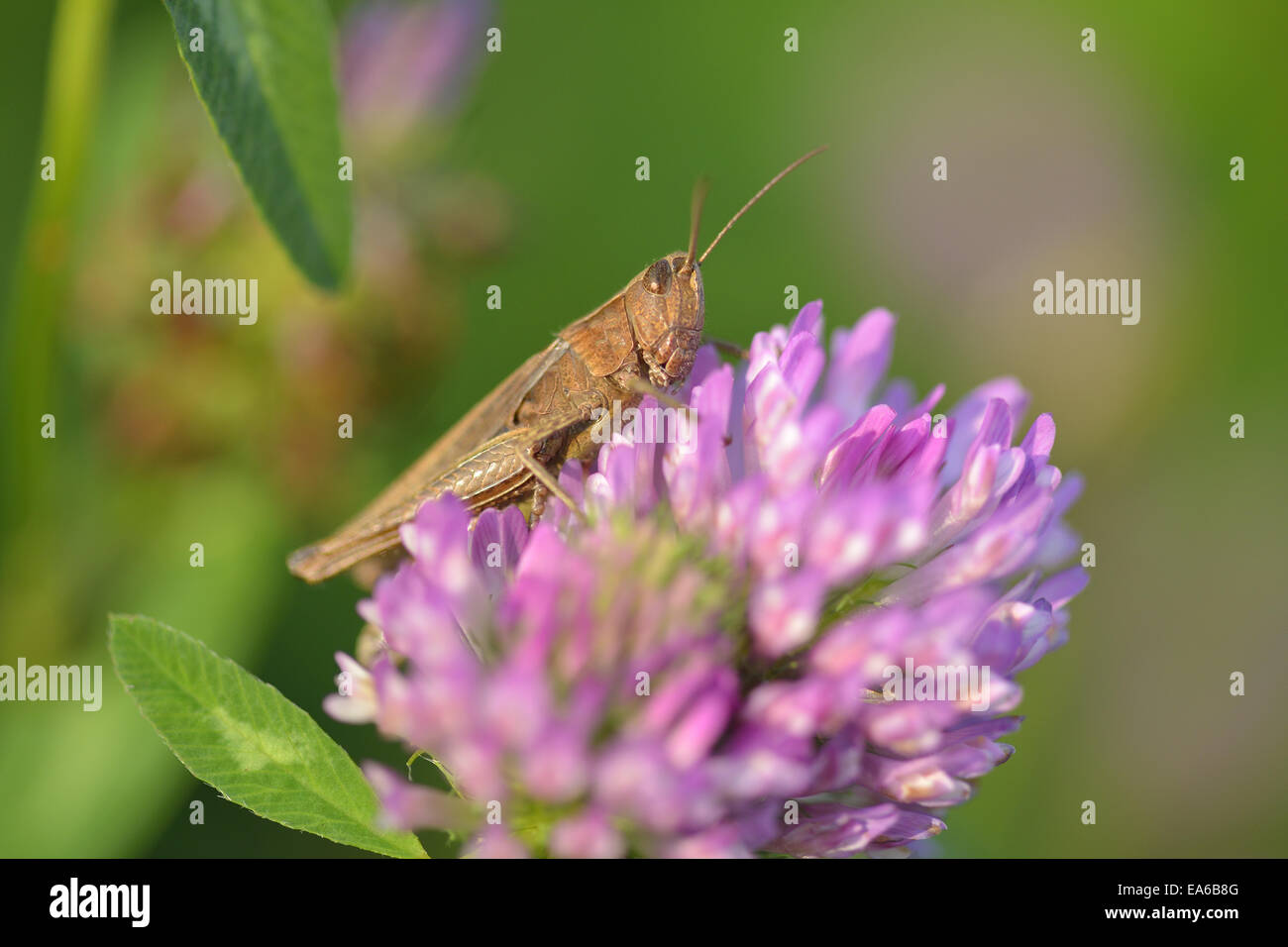 Wiese grasshopper Stockfoto