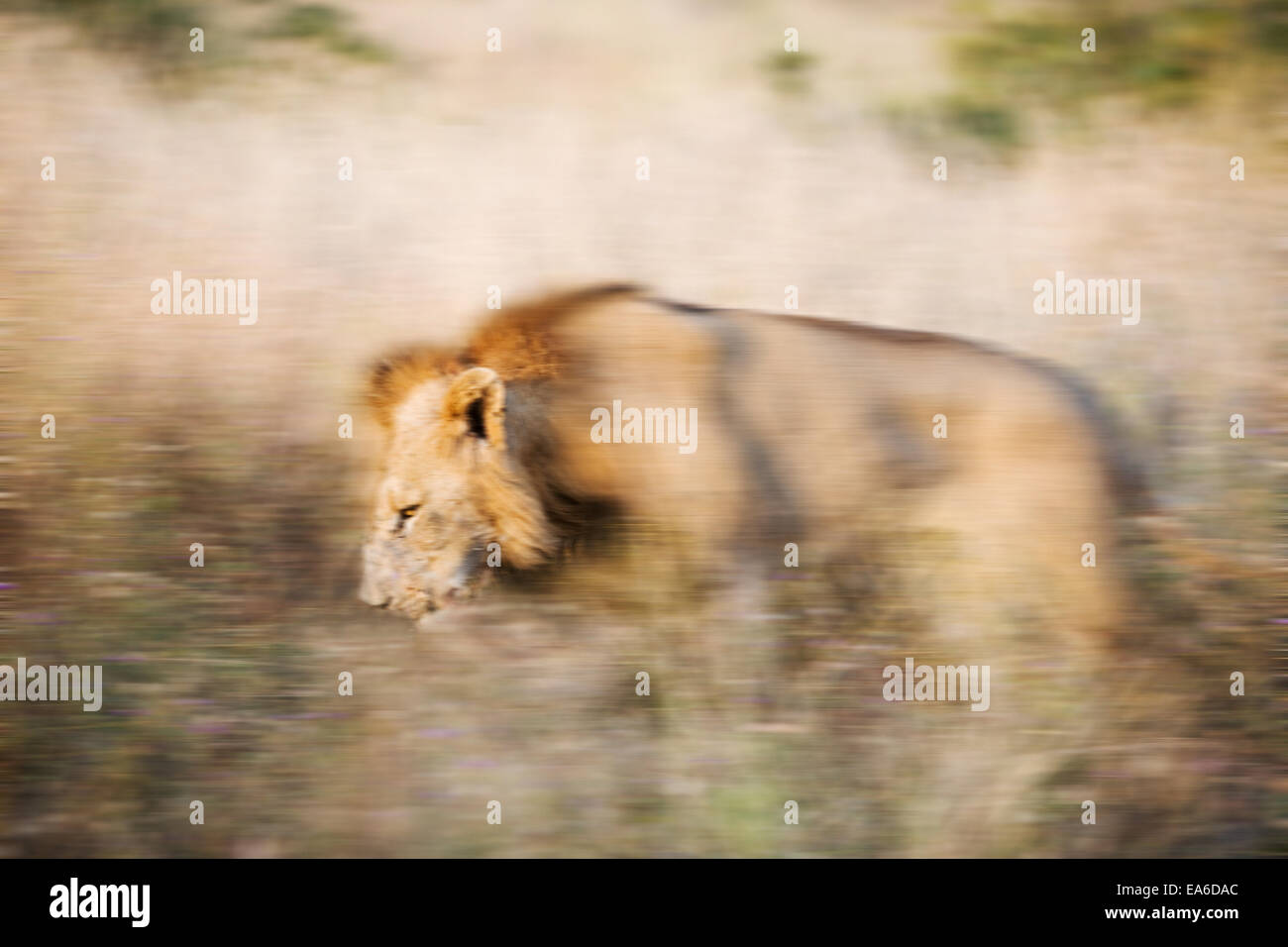 Löwenjagd beten lange Gras, Südafrika Stockfoto