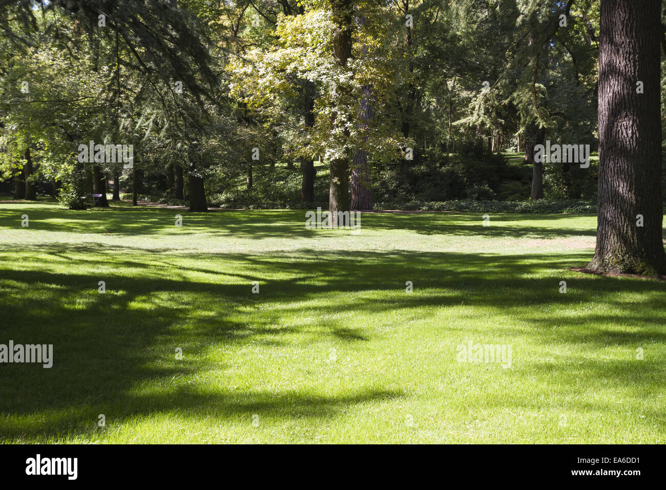 Sommer, schöner Park mit Laubbäumen Stockfoto