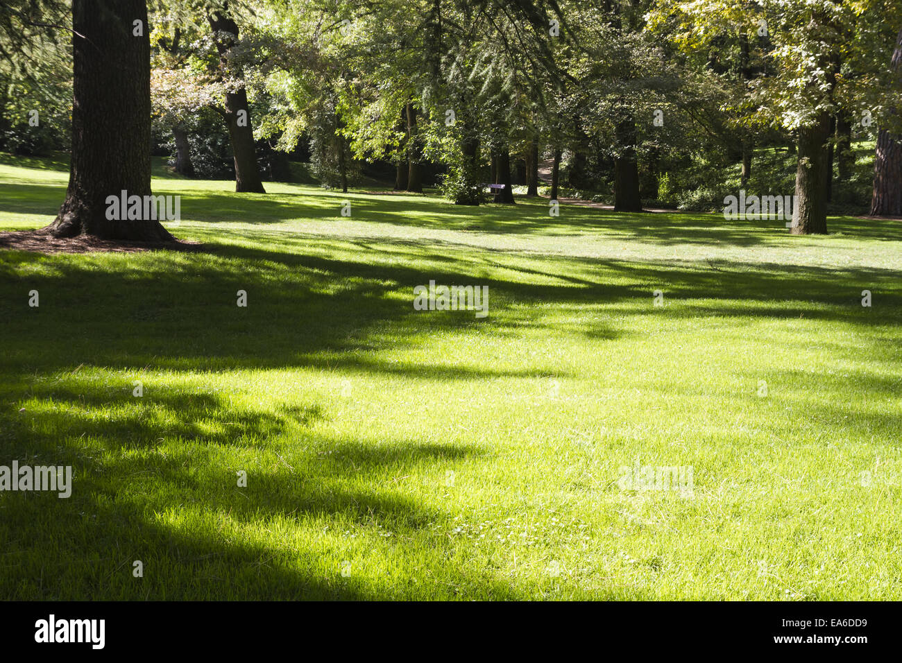 im Freien, schöner Park mit Laubbäumen Stockfoto