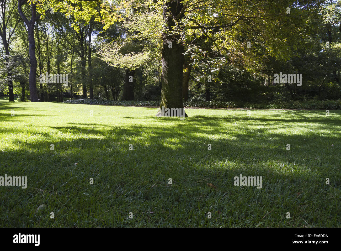 Sonnenlicht, schöner Park mit Laubbäumen Stockfoto