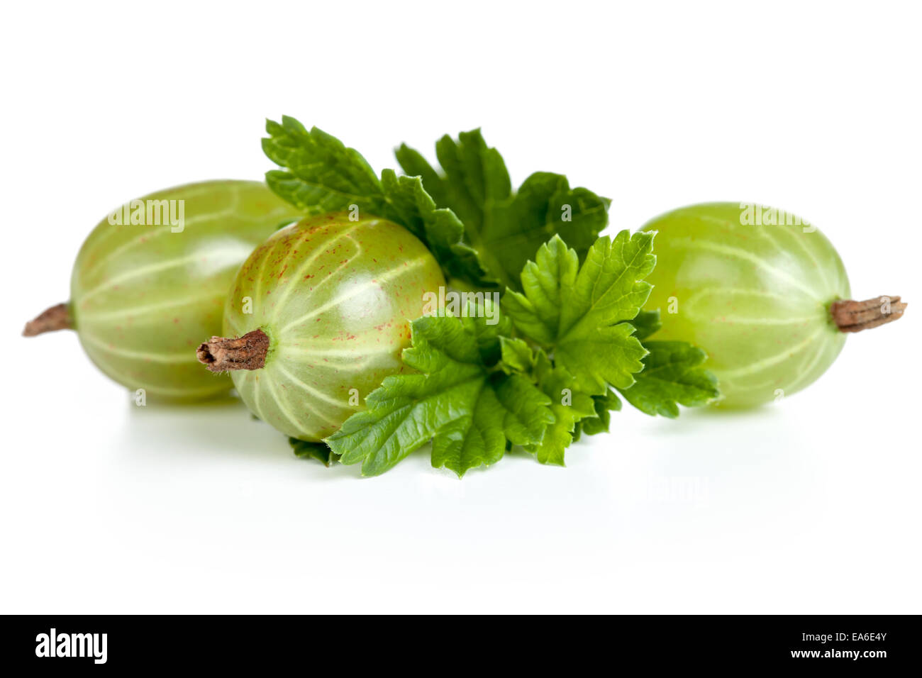 Stachelbeeren Stockfoto