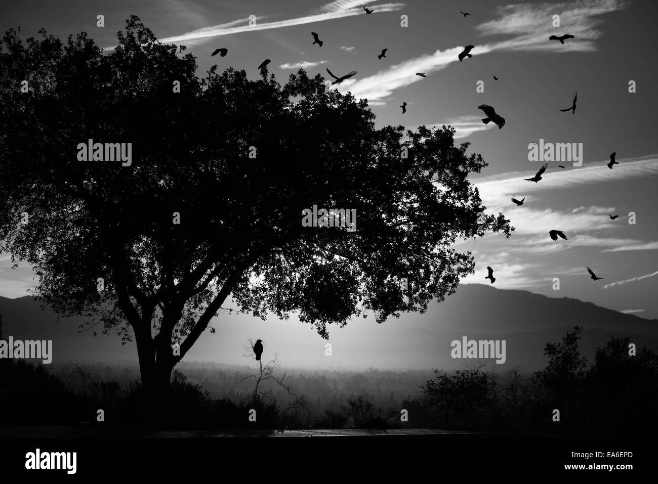 Silhouette Vögel und Baum Stockfoto