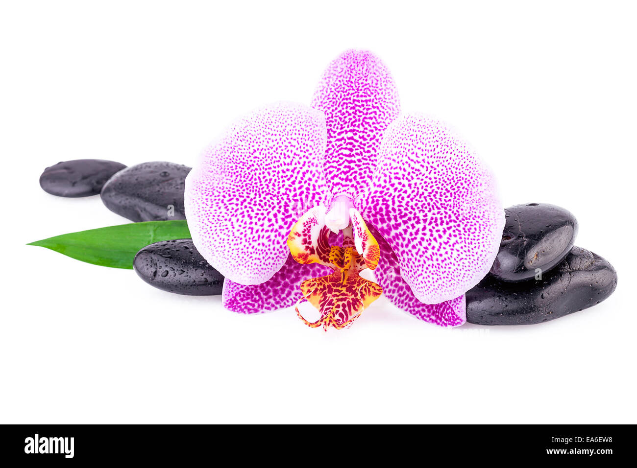 Spa Concept Orchidee Blume mit Zen Stones Stockfoto