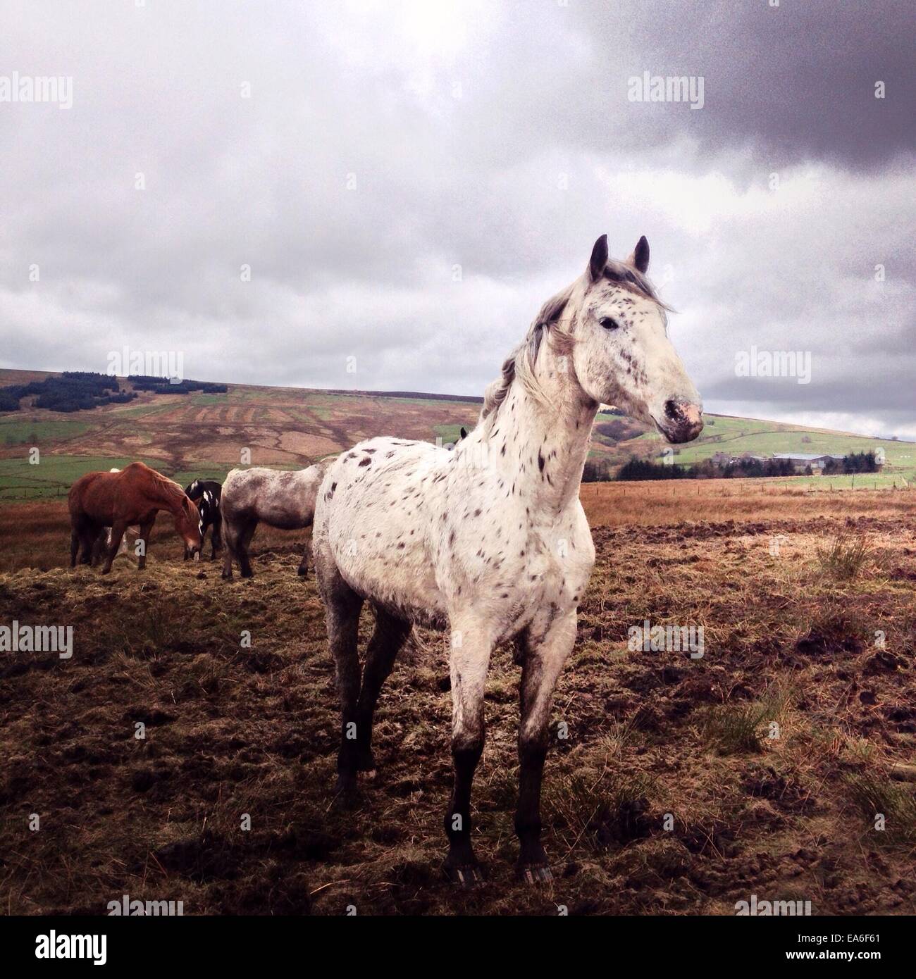 Vereinigtes Königreich, Peak District, Pferde grasen auf Feld Stockfoto