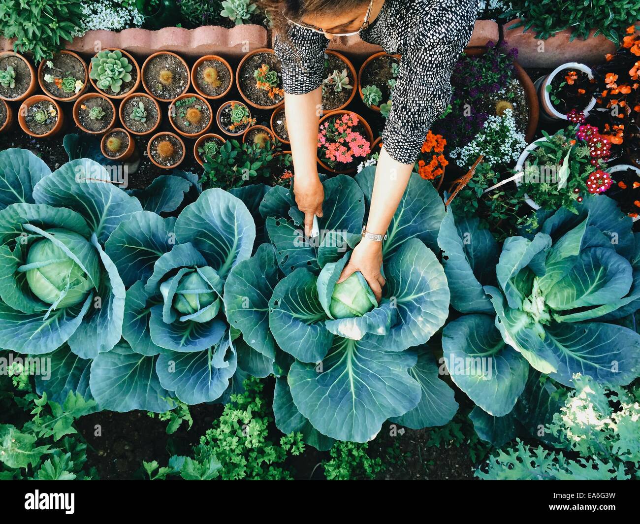 USA, Kalifornien, Santa Clara County, Frau arbeitet im Gemüsegarten Stockfoto