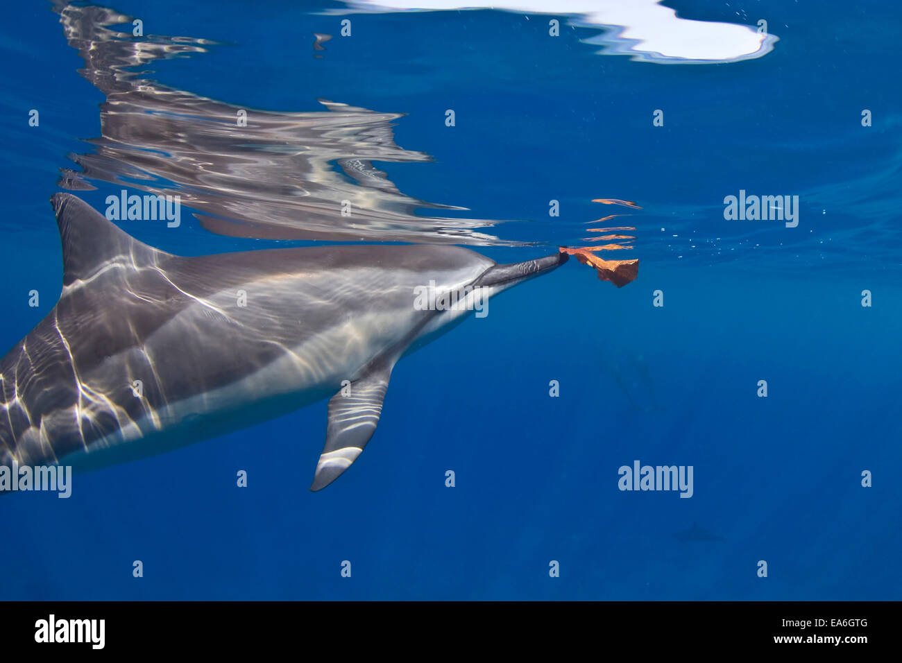 Spinner Dolphin mit einem Blatt, Hawaii, Vereinigte Staaten Stockfoto