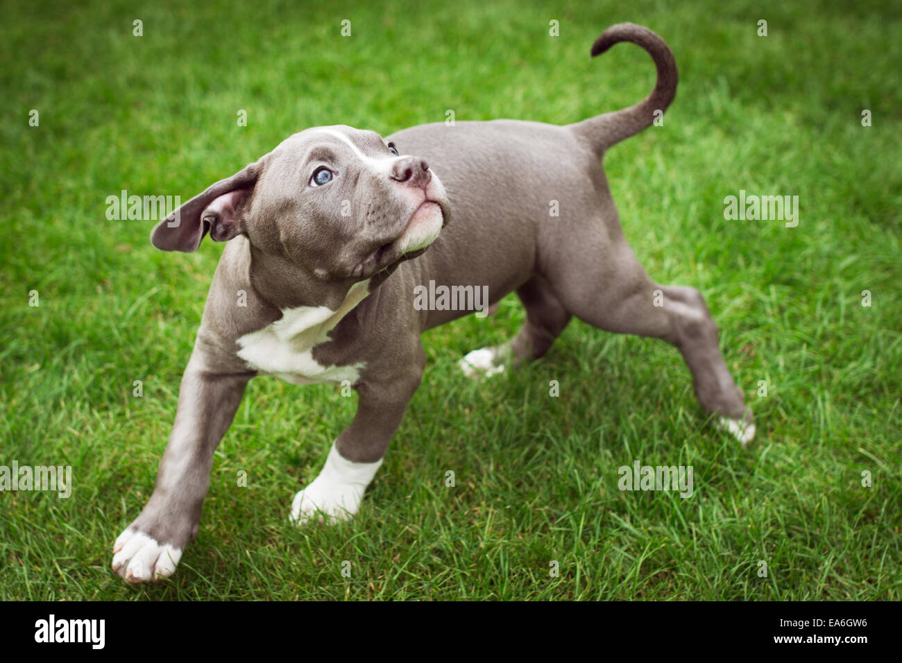 Amerikanische Bulldogge Welpen spielen im Garten Stockfoto